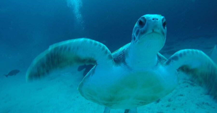 Tenerife : Private Dive for Beginners from a Boat - Key things to notice before you go