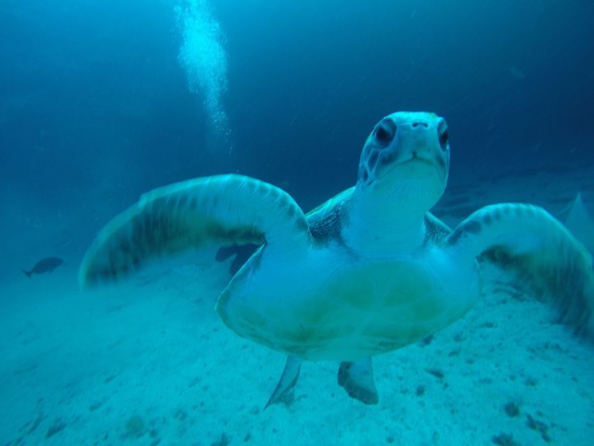 Tenerife : Private Dive for Beginners from a Boat - Tenerife from the water: why this beginner setup feels different
