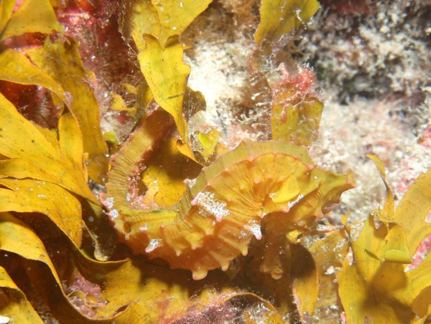 Tenerife : Private Dive for Beginners from a Boat - Underwater time: what your first visit to the marine world can feel like