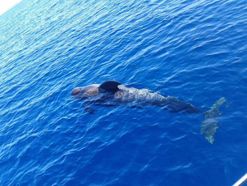Tenerife: Private or Group 3 Hour Sailing Cruise with Drinks - Key things that make this Tenerife sailing cruise worth your attention