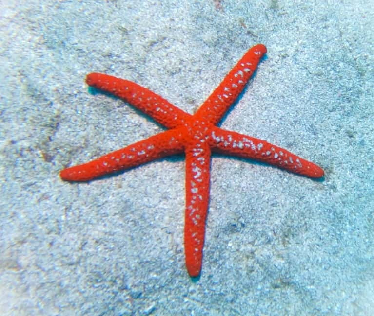 Tenerife: Private Scuba Diving–Certified Instructor & Photos - Your water time: guided support with comfort-first pacing