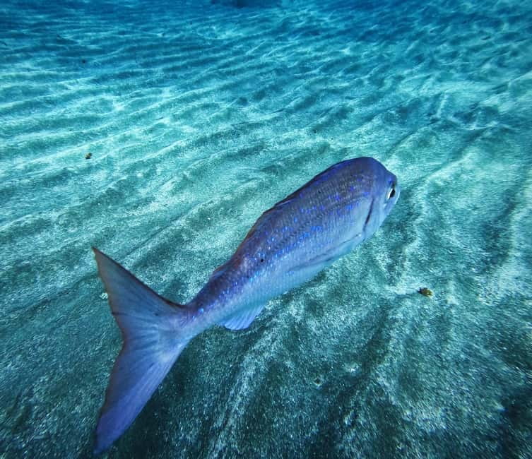 Tenerife: Private Scuba Diving–Certified Instructor & Photos - Los Cristianos pickup and the 30-minute van ride