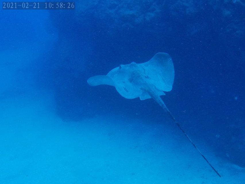 Tenerife: Puerto Colon Certified Scuba Dive by Speed Boat - Entering Zero Gravity Tenerife: where the day really begins