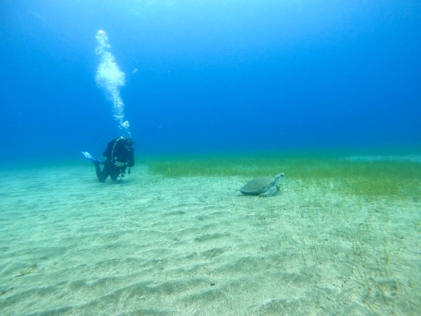 Tenerife: Puerto Colon Certified Scuba Dive by Speed Boat - Underwater time guided by certified instructors (and why that helps)