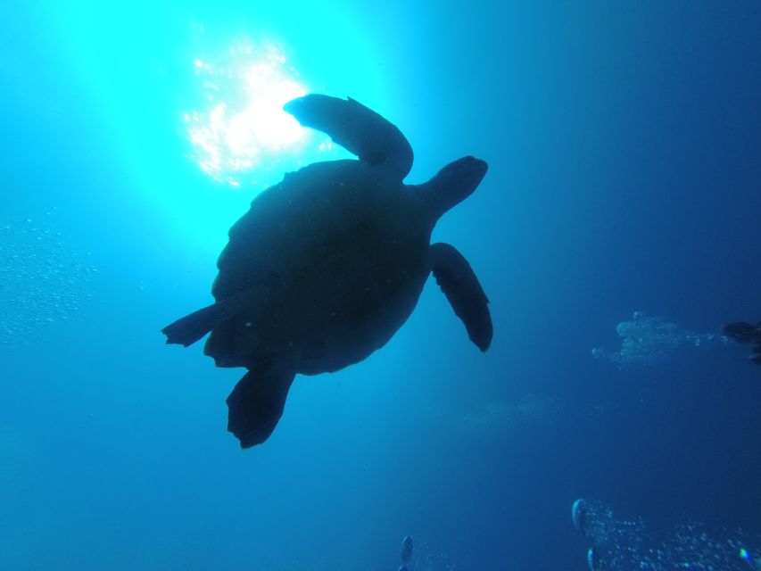 Tenerife: Puerto Colon Certified Scuba Dive by Speed Boat - Price and value: is $59 a good deal?