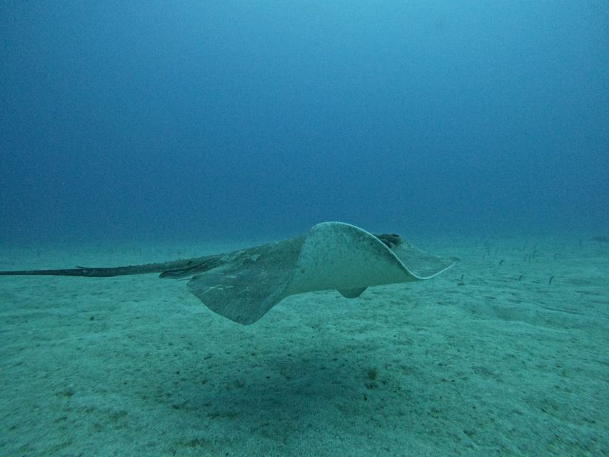 Tenerife: Puerto Colon Certified Scuba Dive by Speed Boat - Who should book this scuba session in Tenerife