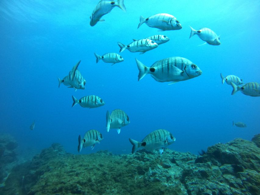 Tenerife: Puerto Colon Certified Scuba Dive by Speed Boat - Practical tips so you don’t waste time on the day