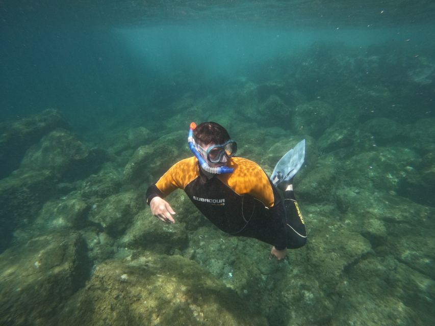 Tenerife: Puerto Colon Snorkel Safari by Speed Boat - Quick hits before you go