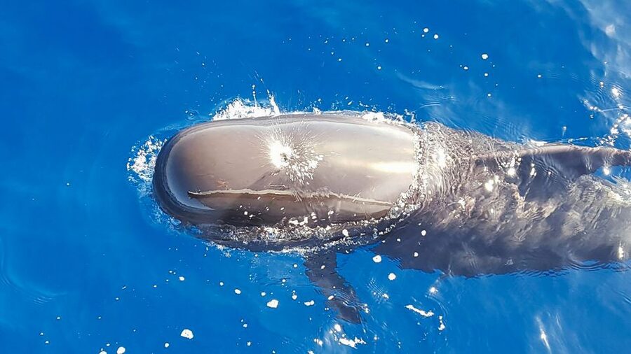 Tenerife: Sailboat Tour Whale Watching Food and Snorkeling - Key highlights worth planning around