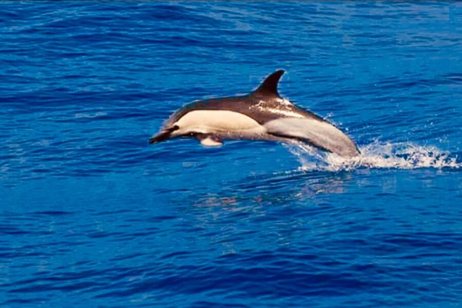 Tenerife: Sailboat Tour Whale Watching Food and Snorkeling - Food and drinks on deck: snacks, desserts, and cava moments