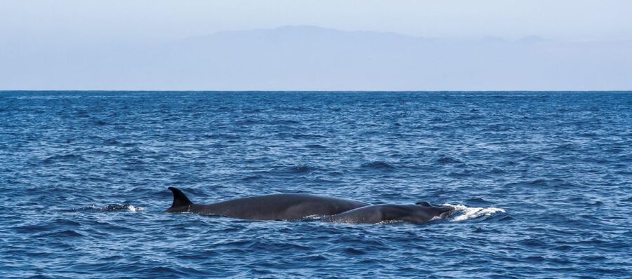 Tenerife: Sailboat Tour Whale Watching Food and Snorkeling - Is it worth it for your travel style? Who this tour fits best