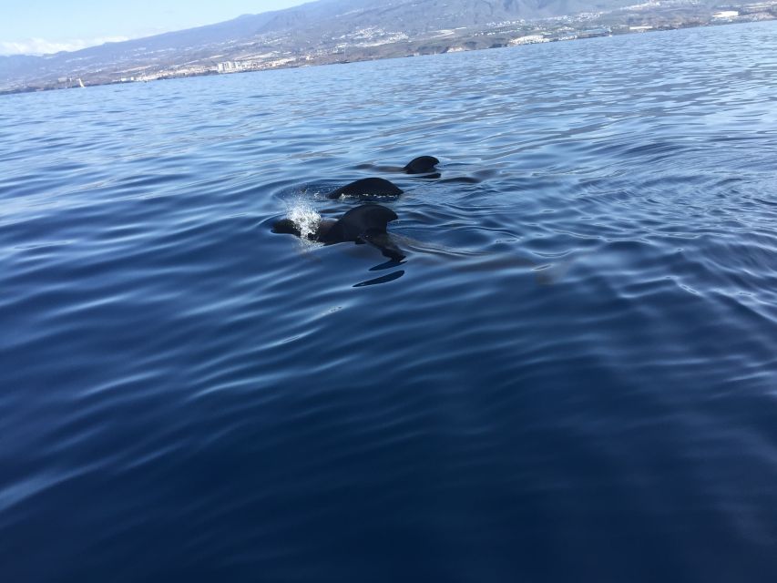 Tenerife: Sailing Excursion with Whale and Dolphin Watching - Quick takeaways