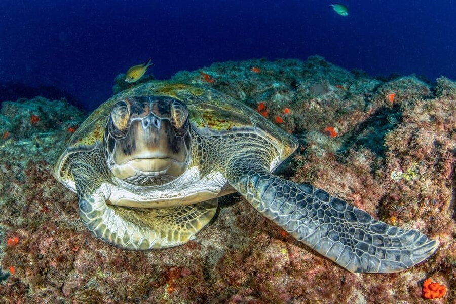 Tenerife: Scuba Diving Experience for Every Level - Quick hits