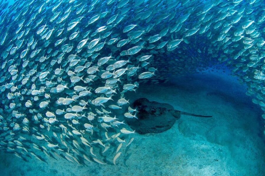 Tenerife: Scuba Diving Experience for Every Level - Meeting at Playa de las Vistas: where the session starts