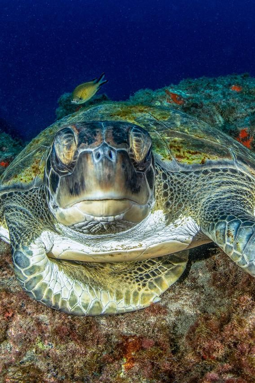 Tenerife: Scuba Diving Experience for Every Level - The briefing: safety rules and basics you can remember