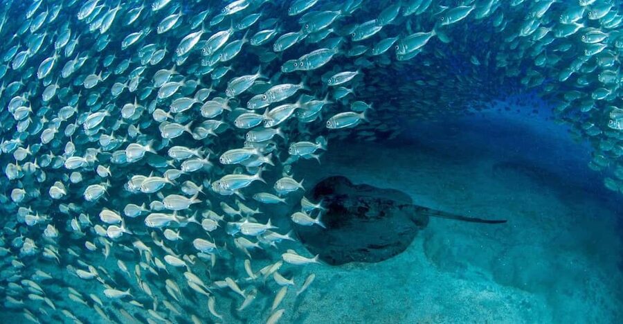 Tenerife: Scuba Diving Experience for Every Level - The equipment: included gear that actually reduces stress