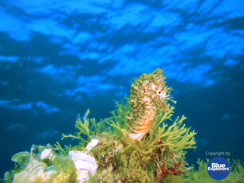 Tenerife Scuba Diving for Certified Divers - Should You Book This Scuba Day in Tenerife?