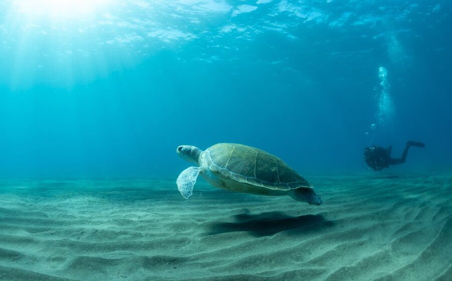 Tenerife: Scuba Diving Lesson and Abades Protected Area Dive - Key things I’d circle before you book