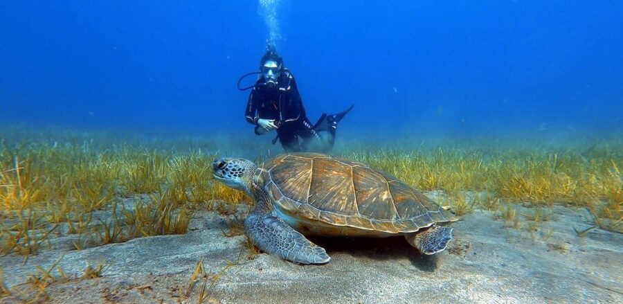 Tenerife: Scuba Diving Lesson and Abades Protected Area Dive - The 30-minute briefing that makes first-timers feel safe