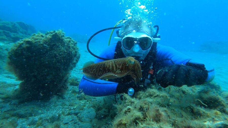Tenerife: Scuba Diving Lesson and Abades Protected Area Dive - Price and value: $88 for gear, coaching, and insurance