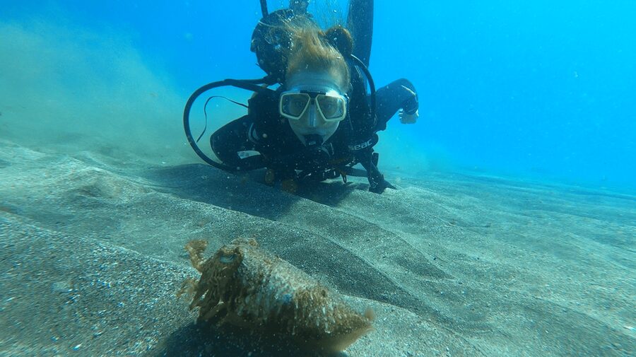 Tenerife: Scuba Diving Lesson and Abades Protected Area Dive - Abades protected area: what you can actually hope to see