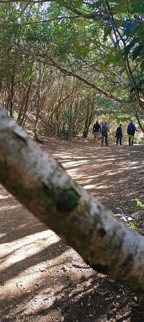 Tenerife: Senderismo Anaga, Bosque Mágico, Reserva Biosfera - Key things to know before you go