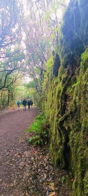Tenerife: Senderismo Anaga, Bosque Mágico, Reserva Biosfera - Why Anaga’s Laurisilva feels different from a normal hike