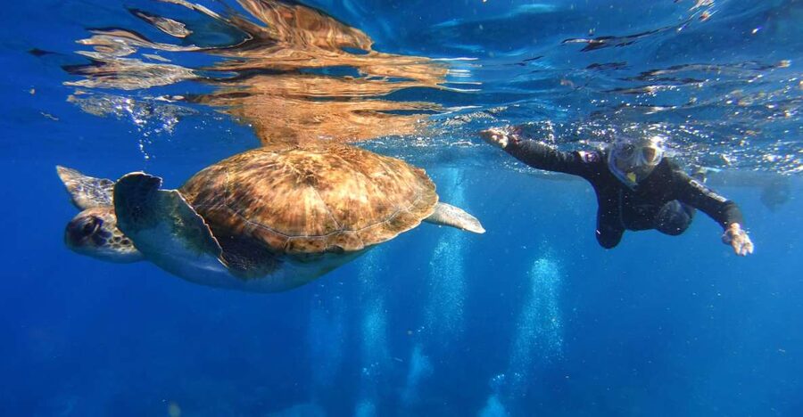 Tenerife: Snorkel with Turtles - Key things I’d plan around before you book