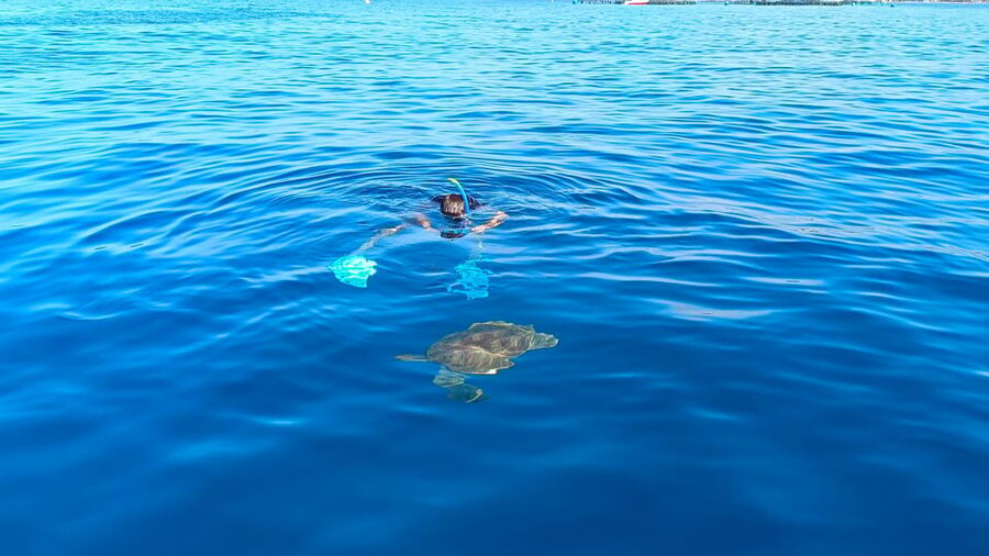 Tenerife: Snorkel with Turtles - When this tour is a great match (and when it’s not)