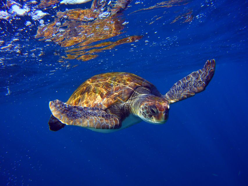 Tenerife: Snorkel with Turtles - A two-hour Tenerife plan that puts turtles first