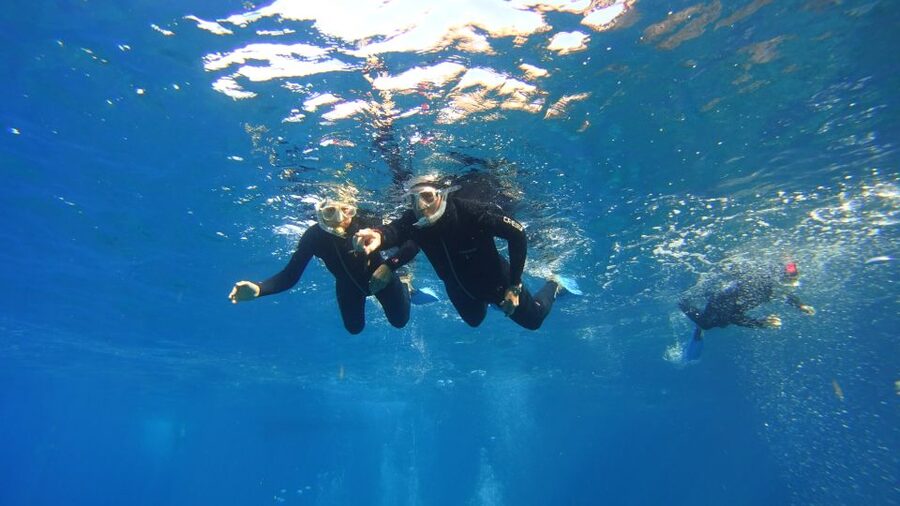 Tenerife: Snorkel with Turtles - The one-hour snorkeling session: how the experience is paced