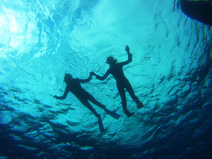 Tenerife: Snorkel with Turtles - Safety and respect: why the guide’s role matters for turtles