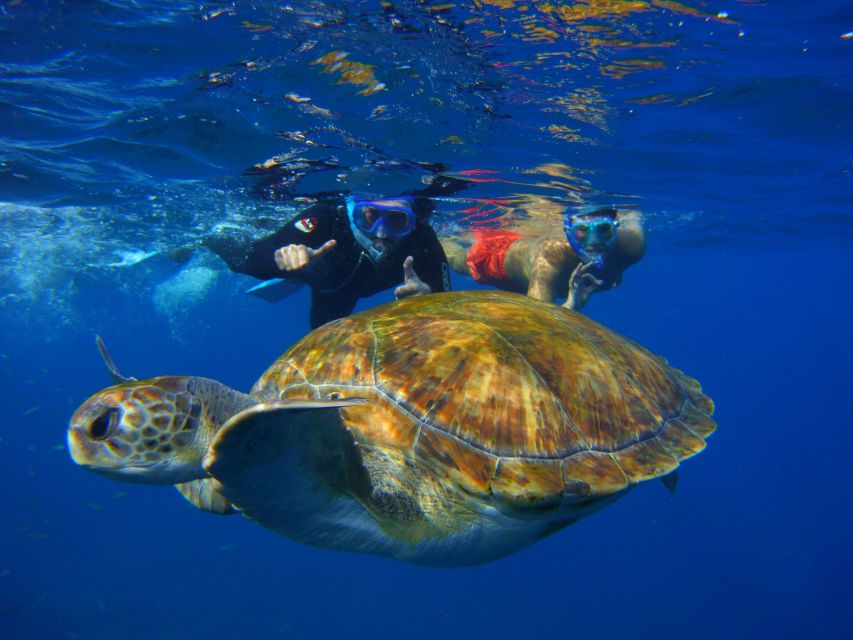 Tenerife: Snorkel with Turtles - Gear included: wetsuit, mask, snorkel, and fins (and feeling comfortable)