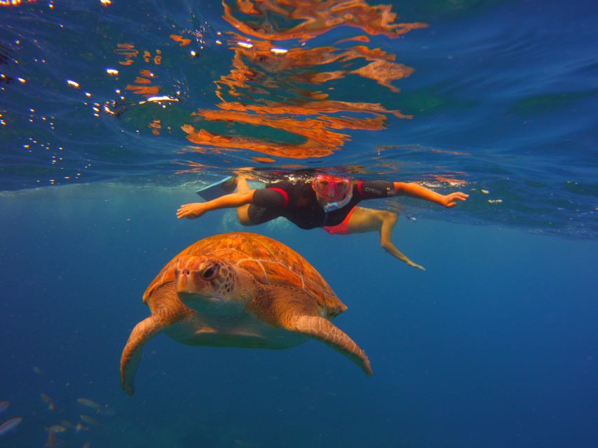 Tenerife: Snorkel with Turtles - Photos: free memories, but understand what’s included