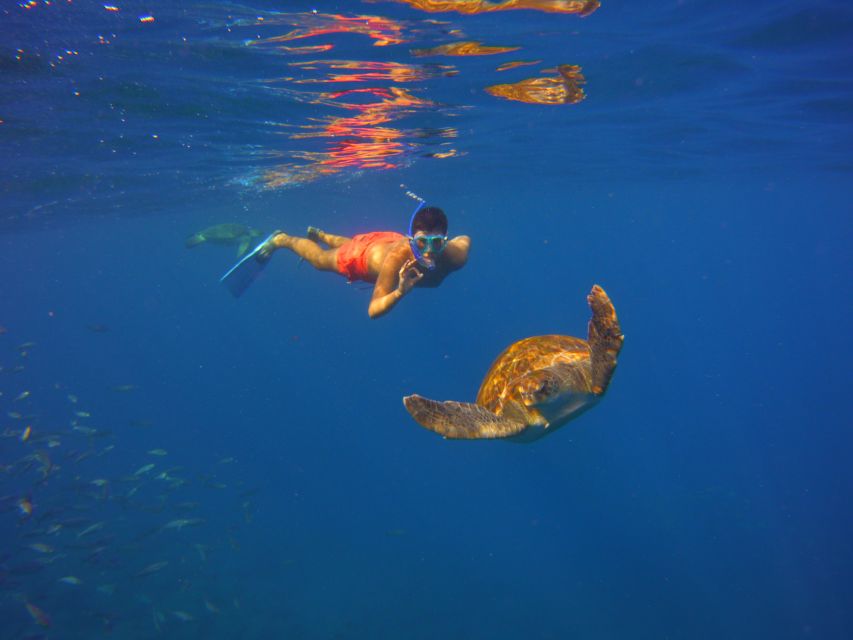 Tenerife: Snorkel with Turtles - Price and value: is $81 a fair deal?