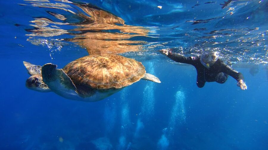 Tenerife: Snorkel with Turtles - Marina del Sur: where the tour starts (and why arriving early helps)
