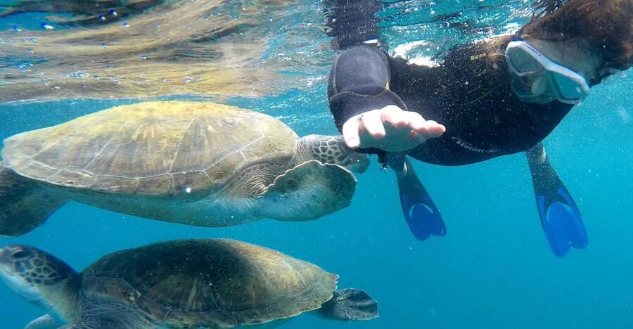 Tenerife Snorkeling boat trip in a Turtle Habitat - Key things that make this turtle snorkeling trip work