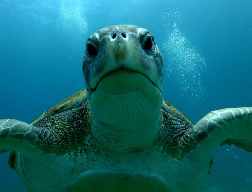 Tenerife Snorkeling boat trip in a Turtle Habitat - Gear check and setup: what’s included (and what you still need)