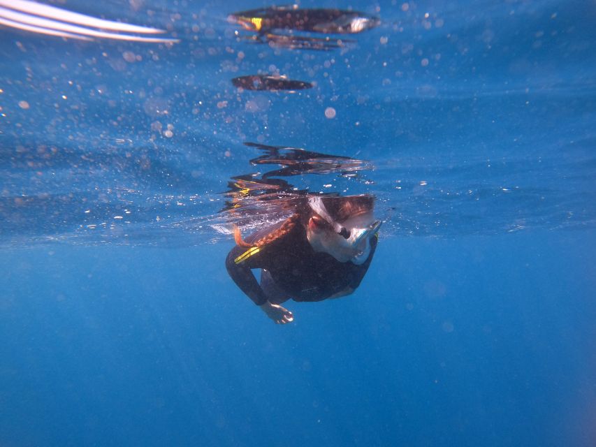 Tenerife Snorkeling boat trip in a Turtle Habitat - 50 minutes snorkeling in Tenerife’s turtle area