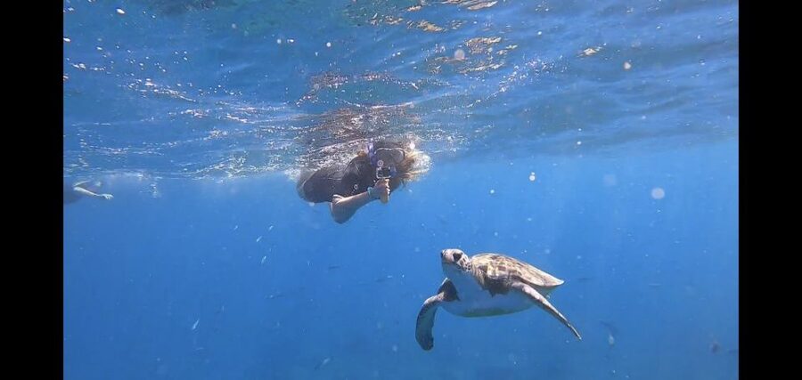 Tenerife Snorkeling boat trip in a Turtle Habitat - The 30-minute safety briefing that saves your confidence