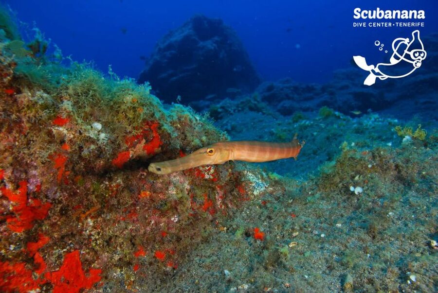 Tenerife: Snorkeling Equipment Rental in Radazul - Why Radazul Is Such a Smart Snorkel Base on Tenerife