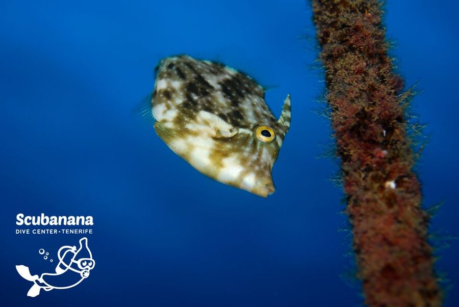 Tenerife: Snorkeling Equipment Rental in Radazul - Radazul’s Underwater Appeal: Calm Water + Lots of Fish