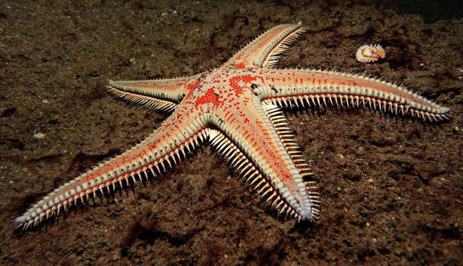 Tenerife: Snorkeling Equipment Rental in Radazul - SCUBANANA Pick-Up in Puerto Deportivo Radazul