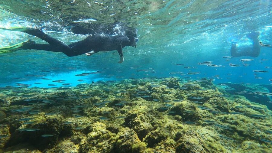 Tenerife: Snorkeling Tour in a Marine Protected Area - Should You Book This Tenerife Snorkeling Tour?