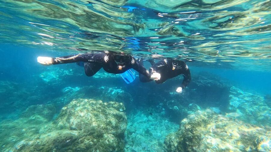Tenerife: Snorkeling Tour in a Marine Protected Area - Snorkeling From Abades in a Protected Bay