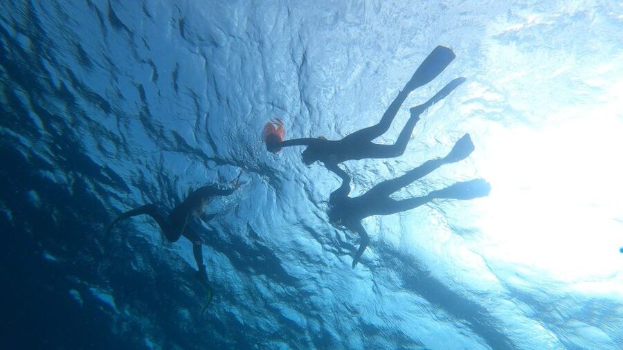 Tenerife: Snorkeling Tour in a Marine Protected Area - How the Tour Flows From Beach to Reef to Souvenir