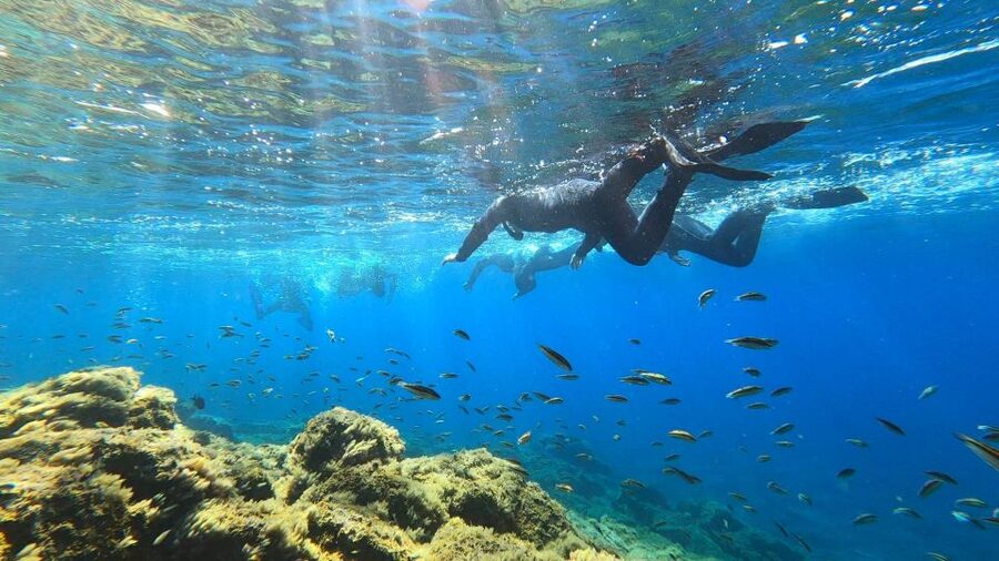 Tenerife: Snorkeling Tour in a Marine Protected Area - When You Might Want to Rethink It