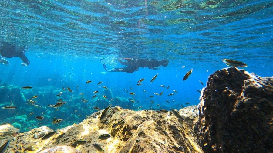 Tenerife: Snorkeling Tour in a Marine Protected Area - Practical Tips to Get the Best Out of Your Snorkel Day