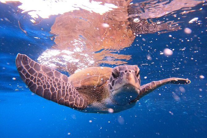 Tenerife Snorkeling Tour in turtle habitat - Meeting at the PADI 5 Travel Sub center: paperwork, fit, and rules