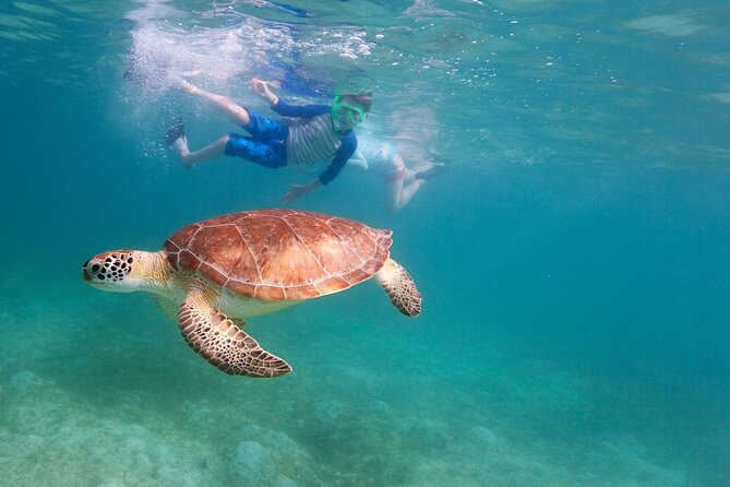 Tenerife Snorkeling Tour in turtle habitat - El Palm-mar snorkeling with a guide: how turtles and fish really work